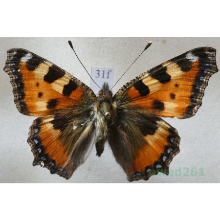 Aglais urticae (Linnaeus, 1758) Rusałka pokrzywnik Czech31f